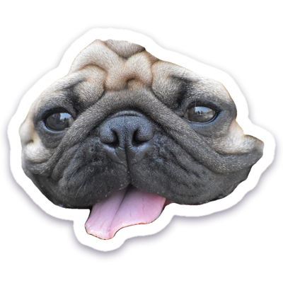 Playful pug sticker