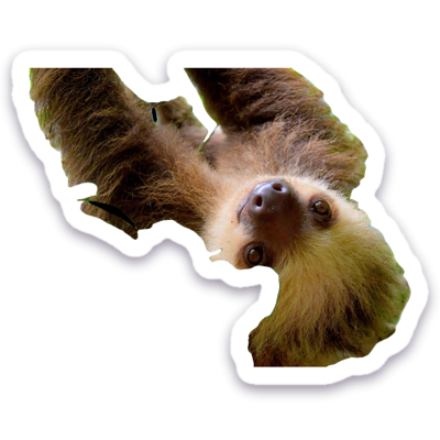 Upside-down sloth sticker